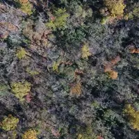 More than one million trees have been killed by a single invasive insect, the emerald ash borer. The Sourland Conservancy plants trees, installs deer exclosures, and hosts events to educate residents and visitors. Together, we will leave a healthy legacy for future generations!