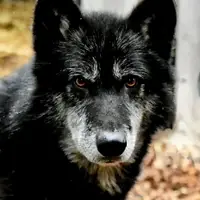 Our dogs are all part wolf