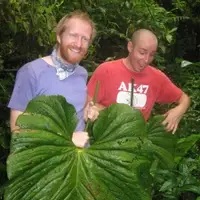 Big jungle leaves