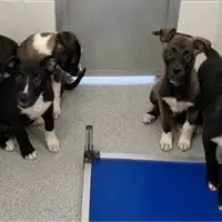 Some of the puppies we saved!