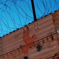 Tecate dove