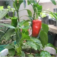 AGRICULTURA URBANA: Alimento barato, limpio y autoproducido