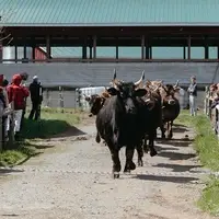 Hawthorne Valley community lines the fences to cheer the herd as they go to grass for the first time last spring
