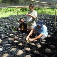 Eco-friendly Coconut Cultivation, part of the Sustainable Landscape Program