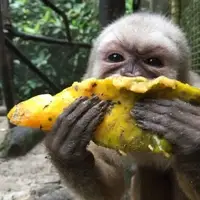 Capuchin monkey Sam loves papaya