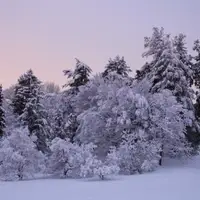 Snow covered trees (mostly conifers) with pink sunset.