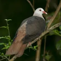 Pink Pigeon