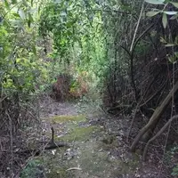 Senderos en la espesura