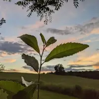 Chestnut seedling during sunset