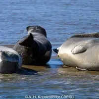 Harbor seals in Shinnecock Bay