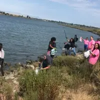 Shoreline cleanups