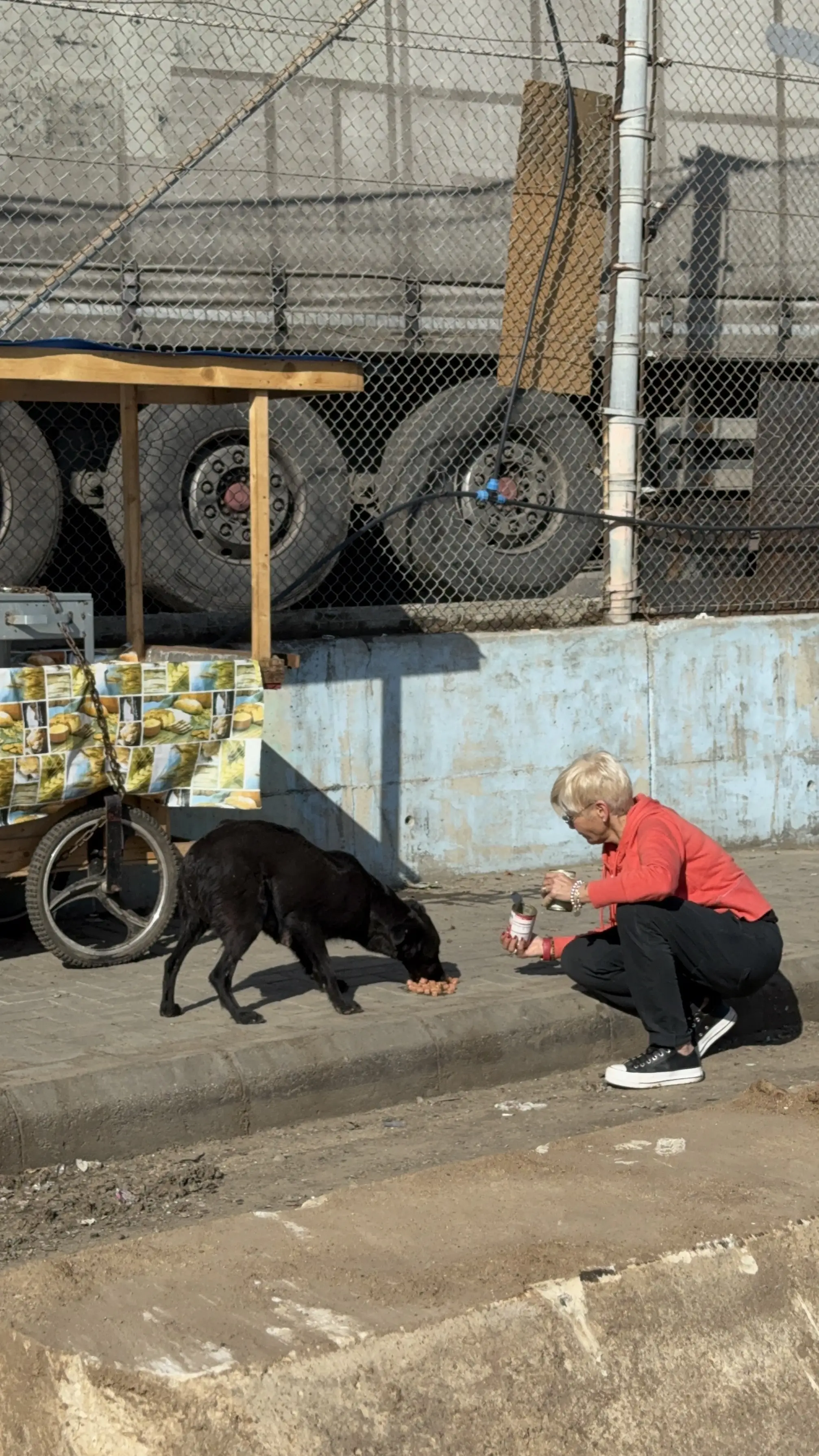 Volunteer Opportunity in Lebanon: Help Rescue Dogs & Earn a Community Service Certificate!