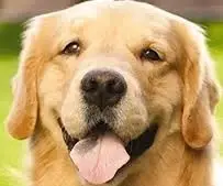 Hospice Volunteers Needed: Become a Part of Our Pet Visitation Program