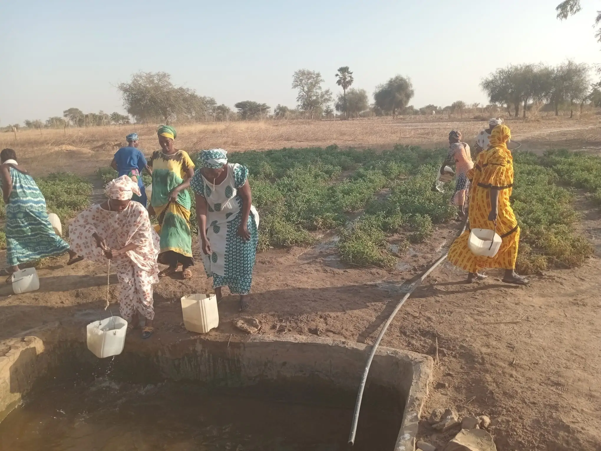 Voluntariado en Senegal para salud, agricultura y paisajismo