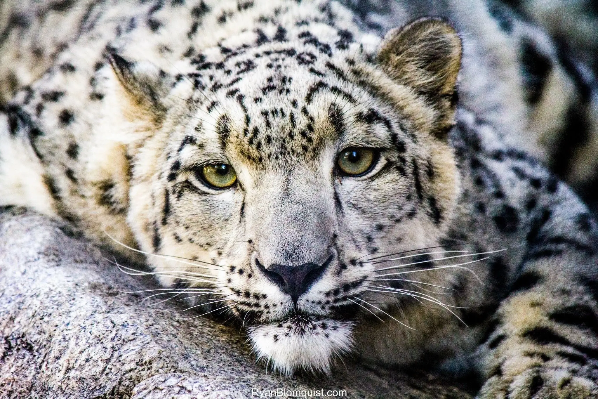 Ambassadors of Conservation