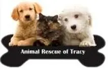 Adult Pet Adoption Fair Workers