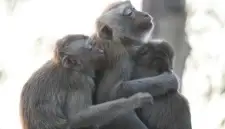 Rehabilitate and Care for Primates and Wildlife in Thailand