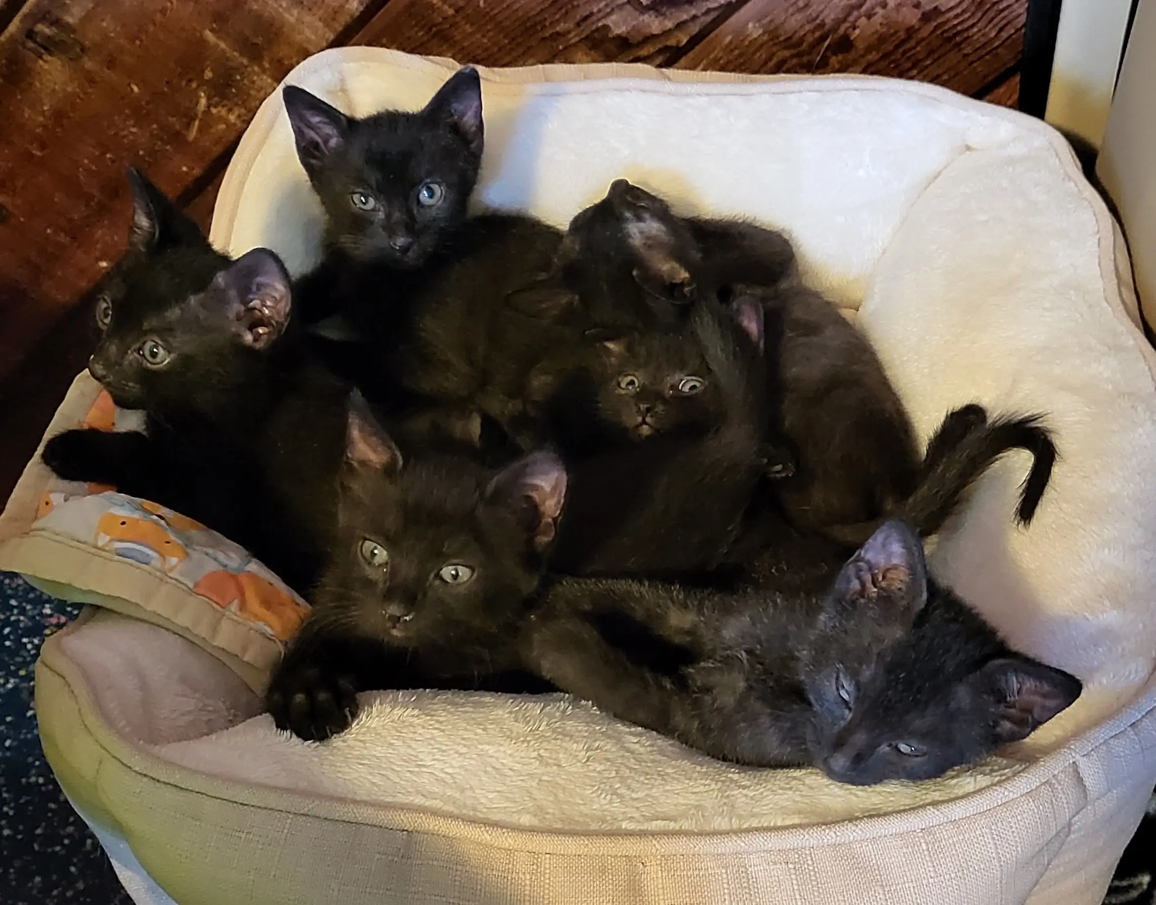 Cat Care and Shelter Cleaning