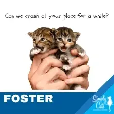 Cat & Kitten Foster Families Needed!
