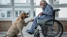 Pet Therapists for Wayne and Macomb Counties!