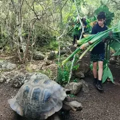 Voluntario llevando otoy para alimentar tortugas gigantes en islas Galápagos