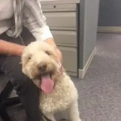 Pet Therapy Partners