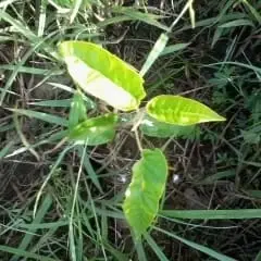 Digital Content Writer