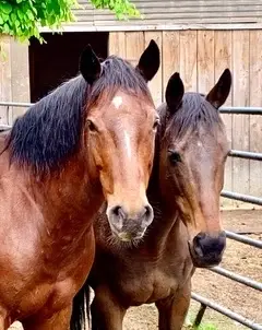 The Horses, Ponies and Donkeys at Equine Aid Want to Meet You