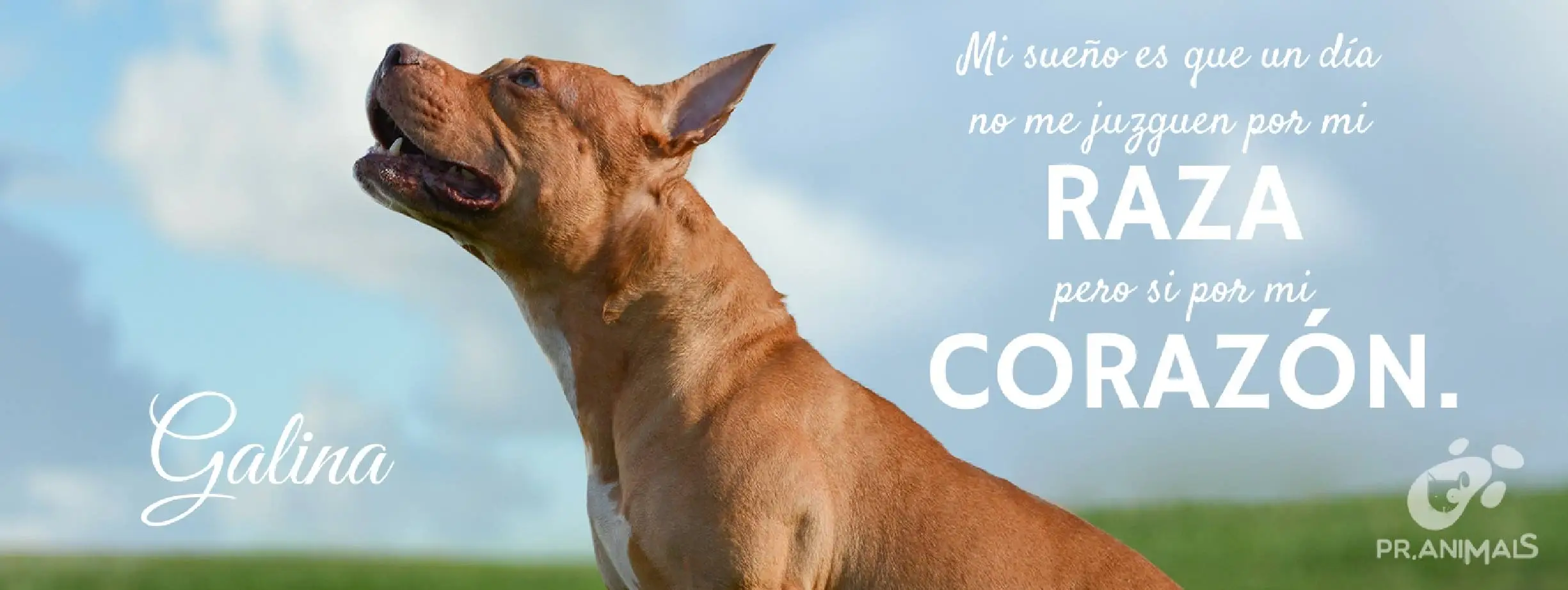 Social Media Volunteer — PR Animals: Rescue & Education for Dogs and Cats