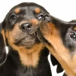 Development Director