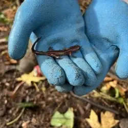Strander ROW - Riverside Restoration
