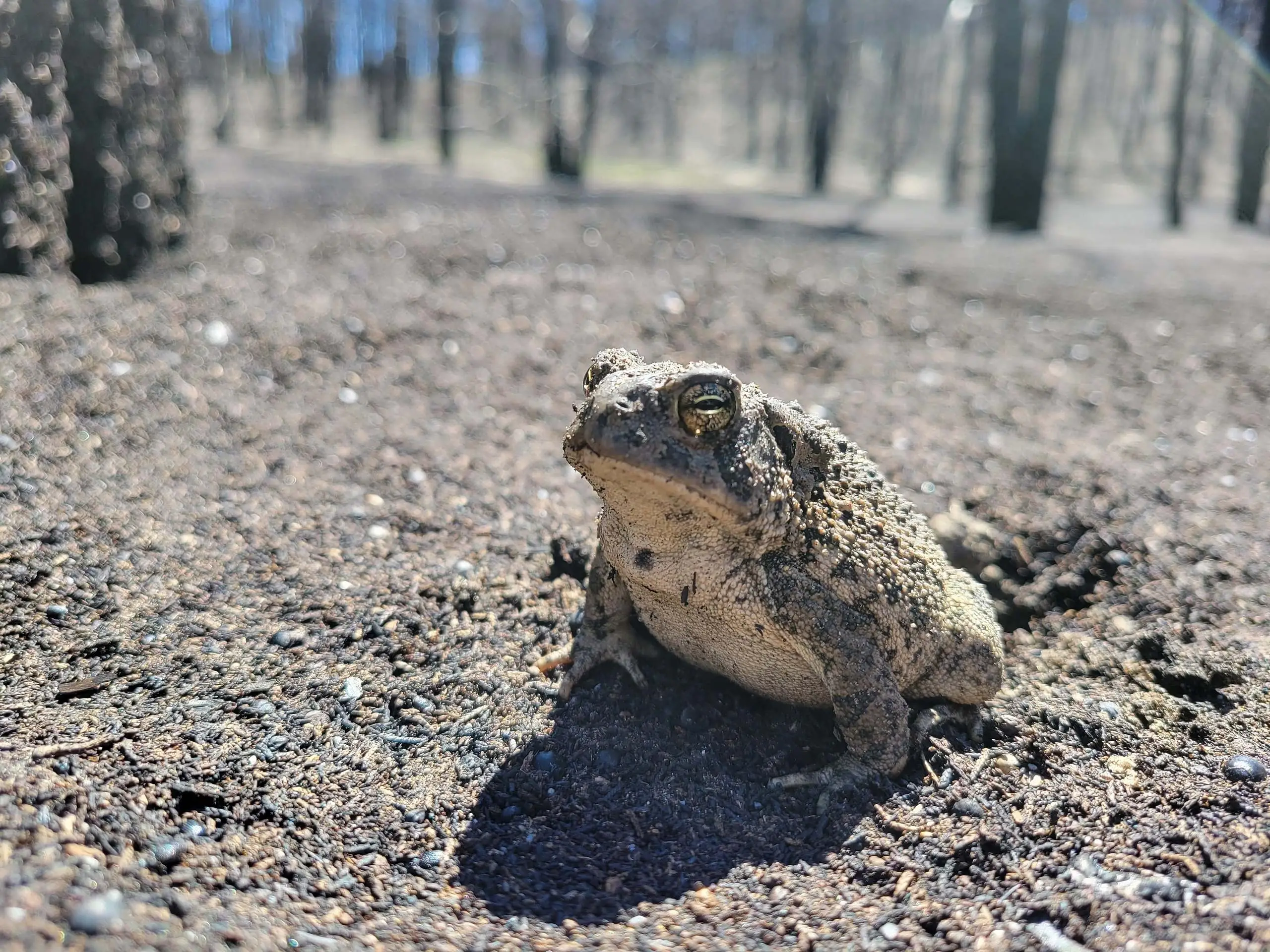 Repair and Restore a Historical Hand-Planted Forest: Sand Dunes and Forests in Nebraska National Forest