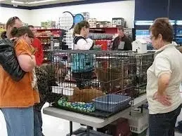 Dog or Cat Adoption Day Volunteer