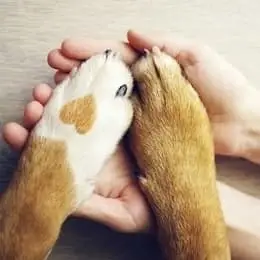 Temporary Fosters for Dogs and Cats of Hospital Patients