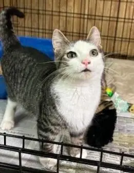 Cat Lovers Needed