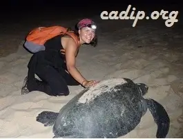 Marine Turtle Conservation in Mexico