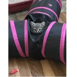 Feline medical volunteer
