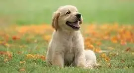 Volunteer Pet Visitors