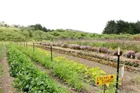 Volunteer at The HEAL Project Farm