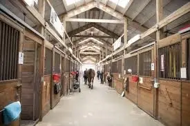 Helping Others with the Healing Power of Horses
