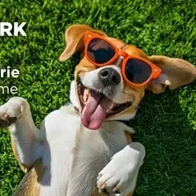 Join the fun, help the cause - Volunteer for a tail-wagging good time!