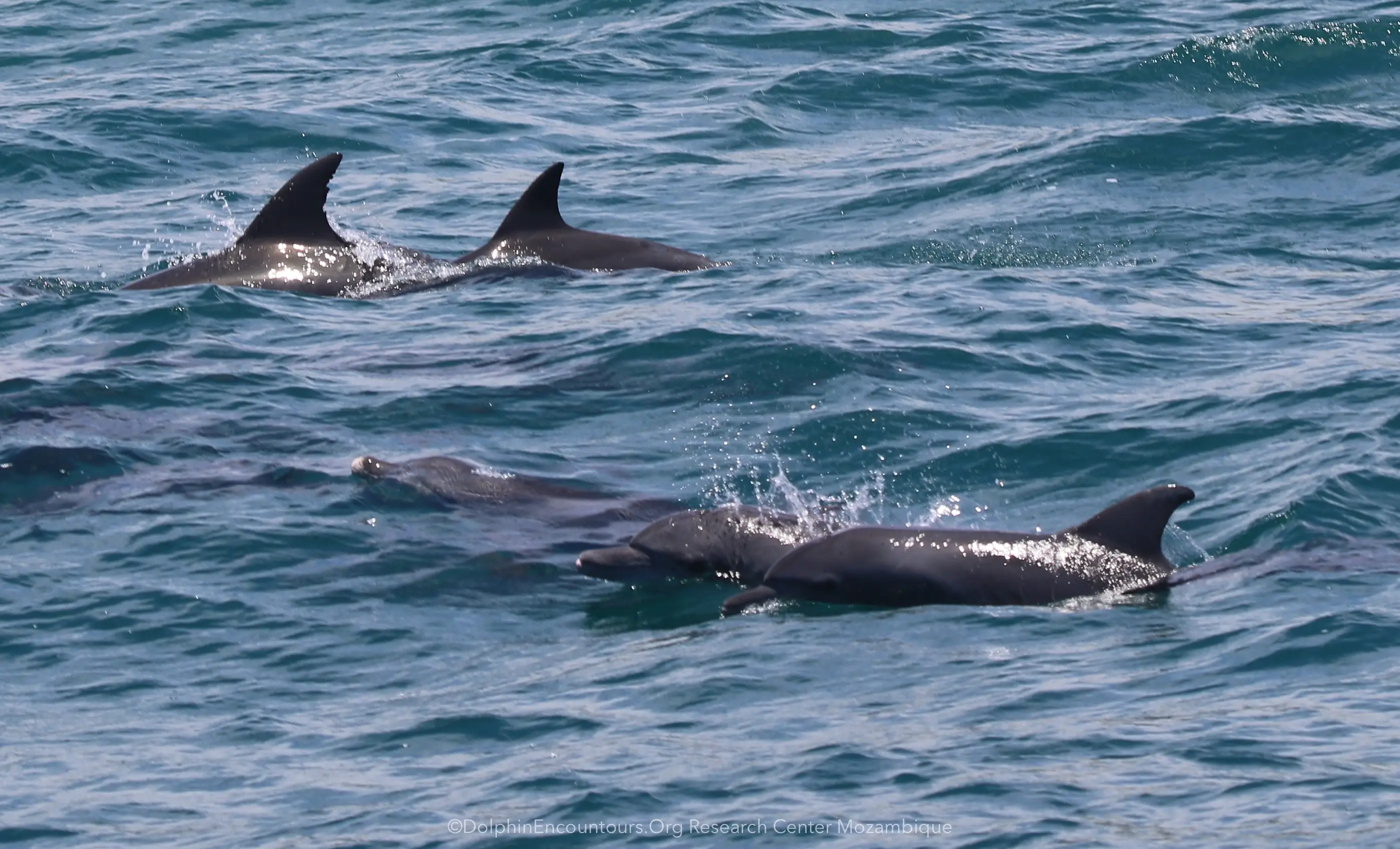 30 Day Dolphin Volunteer
