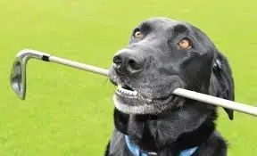 Registration at our 10th Annual Golf Tournament Monday Sept 28, 2026