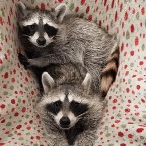 Nebraska Wildlife Rehab Wildlife Care Volunteer (Bird, Mammal, or Herptile)