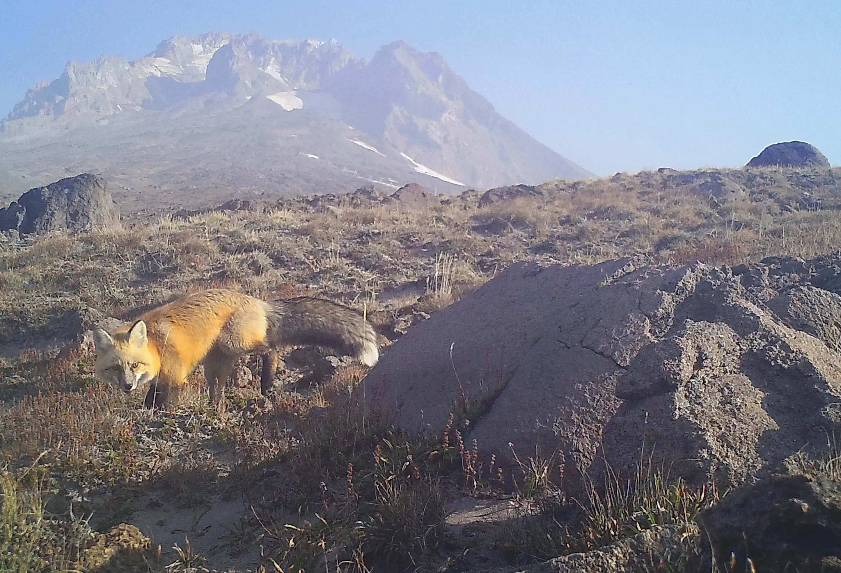 Help Maintain a Wildlife Camera and Document Rare Carnivores of Mt Hood! 