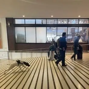 SEA TSA K9 - volunteer decoy opportunity