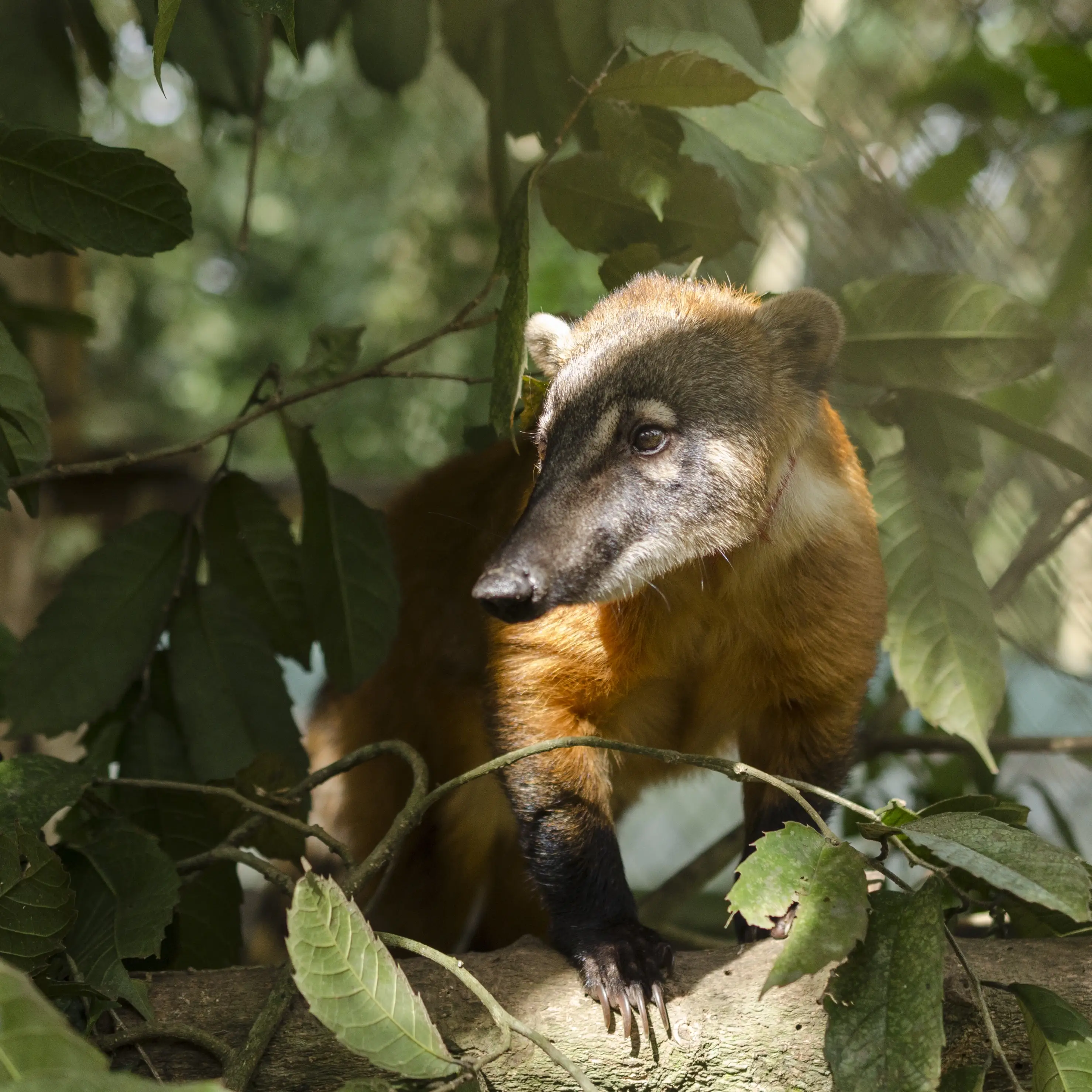 Small Animals Area Coordinator - Work with rescued wildlife in the jungle