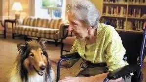 Pet Volunteers needed to Lick away Loneliness or Cuddle in a Lap