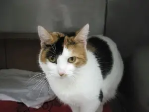 Got love to share? Foster a cat/ kitten. Or a dog. Or a rabbit!