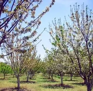 Historic Orchard Workday - Every Wednesday @ 9:30 AM!